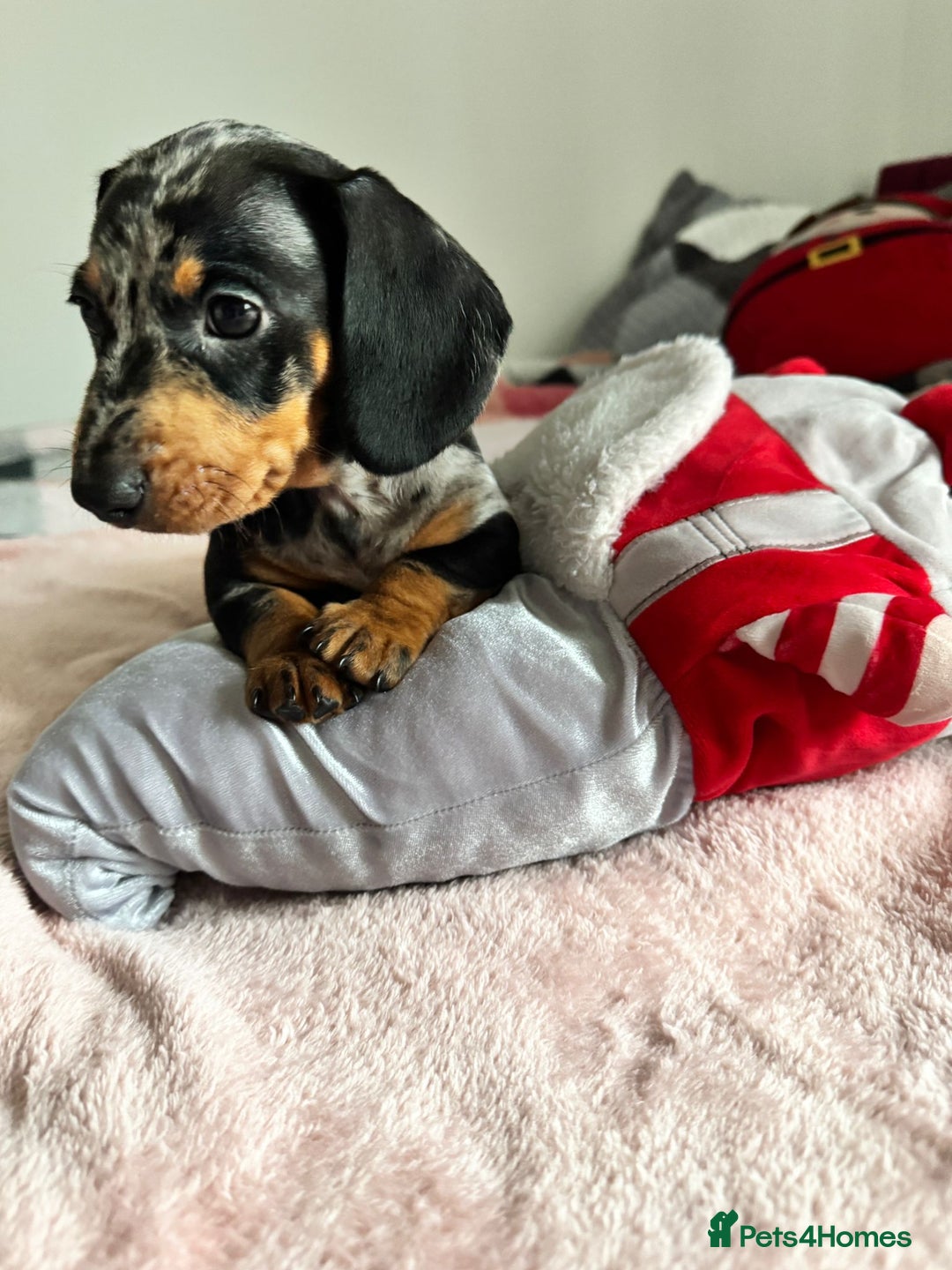 Dachshund dogs for sale: Dachshund female and male puppies  - Image 12