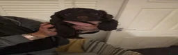 Cockapoo dogs for sale: Cockapoo puppies 🐶  - Advert 22