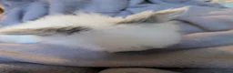 Lionhead rabbits for sale: Baby lionhead rabbits  - Advert 4