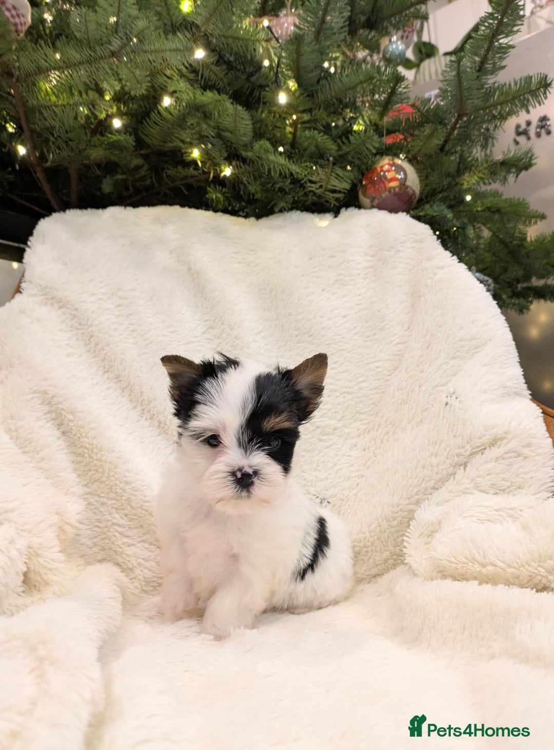 Yorkshire Terrier dogs for sale: Very tiny beautiful Biro puppys  - Advert 8