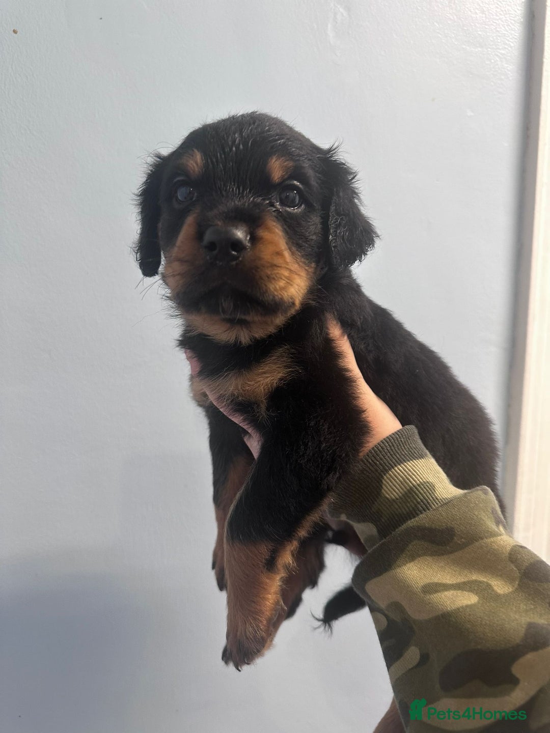 Rottweiler dogs for sale: 🐾 Pure Bred Rottweiler Puppies 🐾 - Image 14