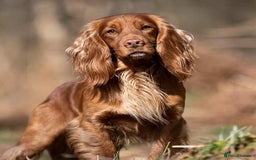 Cocker Spaniel dogs for sale: Golden / Red Working Cocker Puppy Kennel Club reg - Image 8