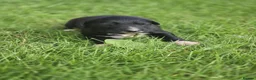 Mixed Breed dogs for sale: Lurcher puppies - Advert 7