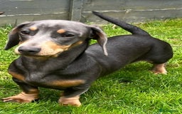 Miniature Dachshund dogs for stud: Available for stud blue and tan mini dachshund - Image 20