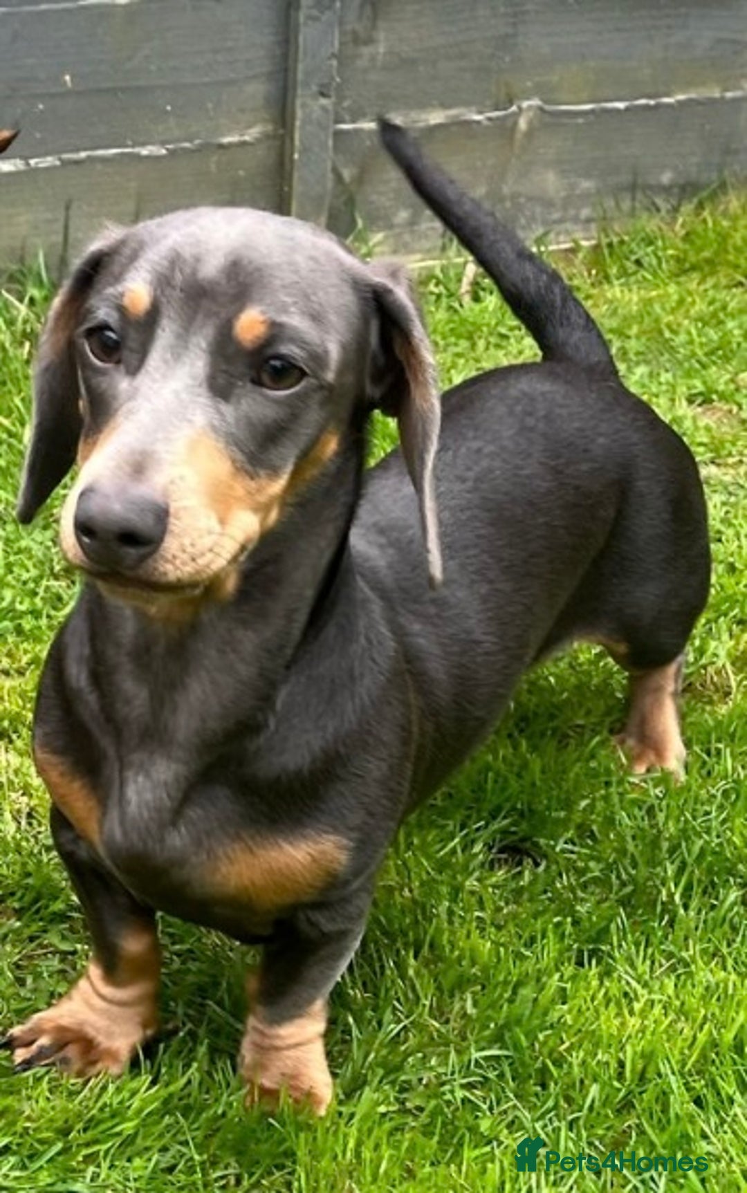 Miniature Dachshund dogs for stud: Available for stud blue and tan mini dachshund - Image 20