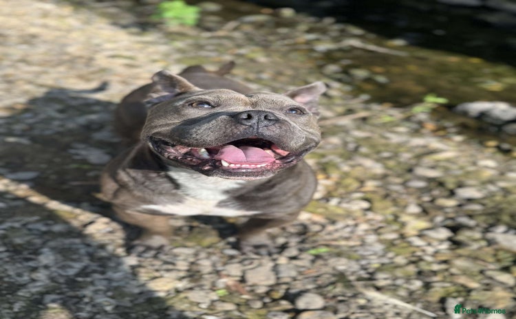 American Bully dogs - Advert 1
