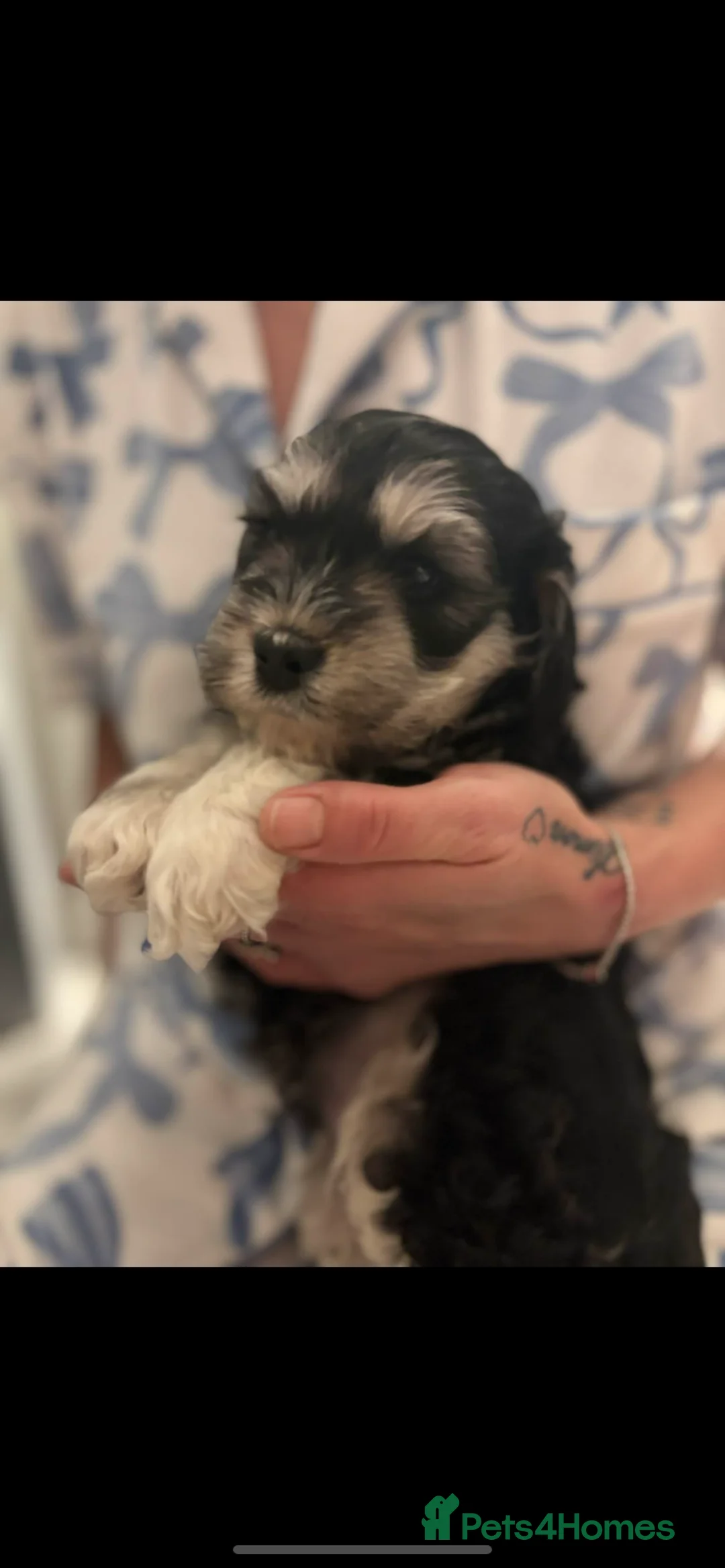 Mixed Breed dogs for sale: Cockerpoo  - Advert 5