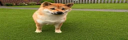 Japanese Shiba Inu dogs for sale: 11 month old female Shiba Inu  - Advert 1