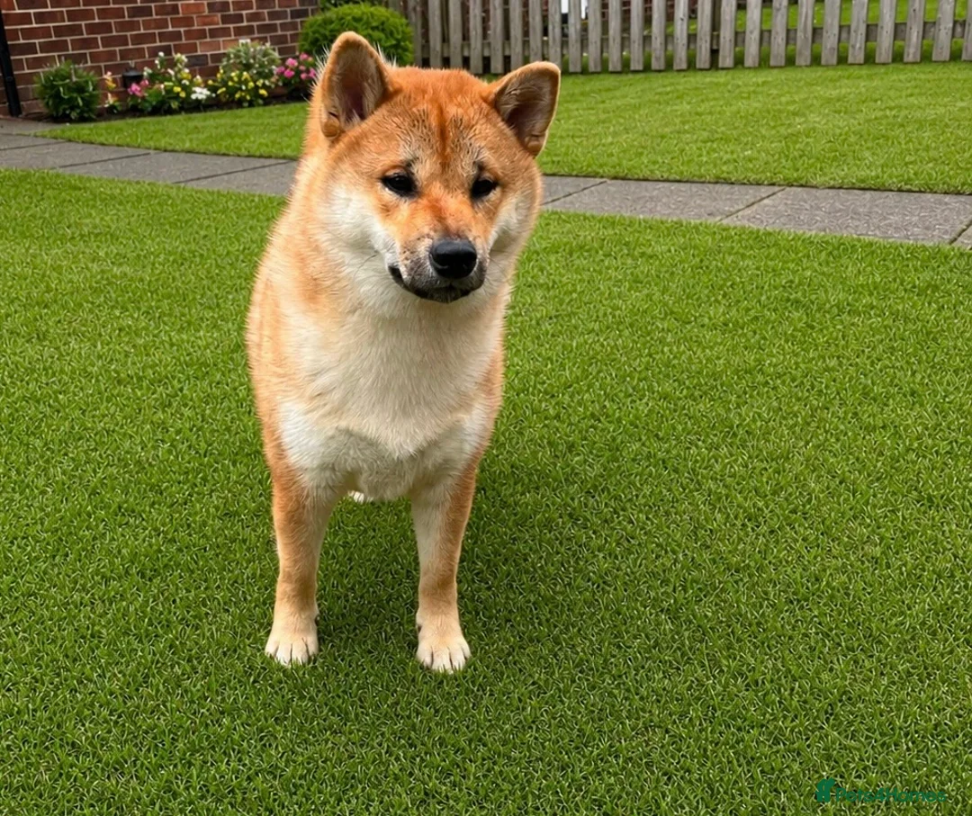 Japanese Shiba Inu dogs for sale: 11 month old female Shiba Inu  - Advert 1