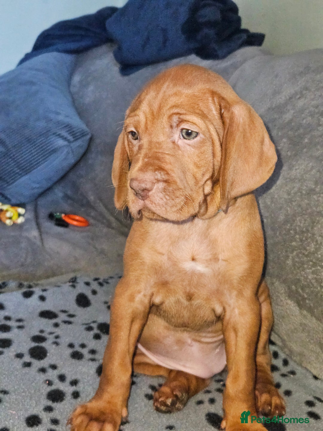 Hungarian Vizsla dogs for sale: 🏆🇭🇺 KC Registered Hungarian Vizsla Pups - Advert 26