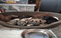 Miniature Schnauzer dogs for sale: Miniature Schnauzer puppies kc reg Ready to view - Image 18