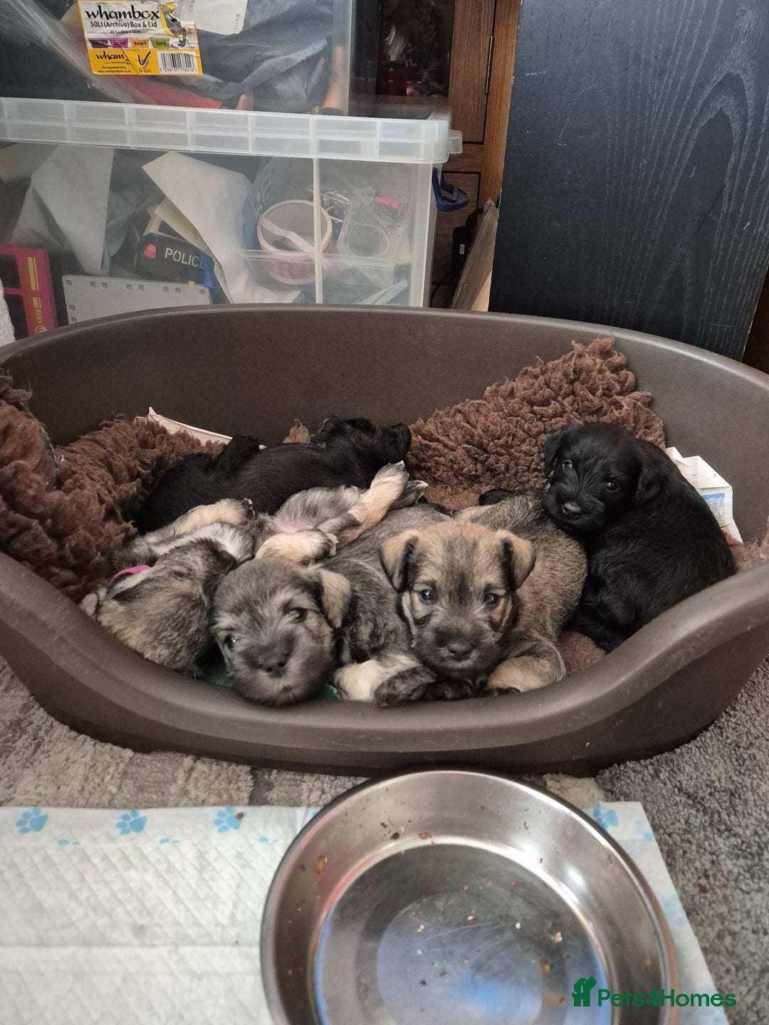 Miniature Schnauzer dogs for sale: Miniature Schnauzer puppies kc reg Ready to view - Image 18