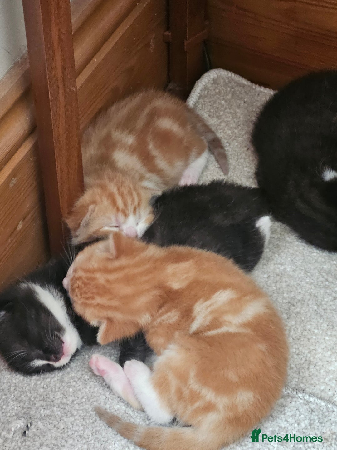 Mixed Breed cats for sale: 4 Beautiful Kittens looking for forever homes - Image 8