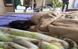 Mixed Breed cats for sale: 2 Adorable Black Girl Kittens Looking for Homes - Image 3