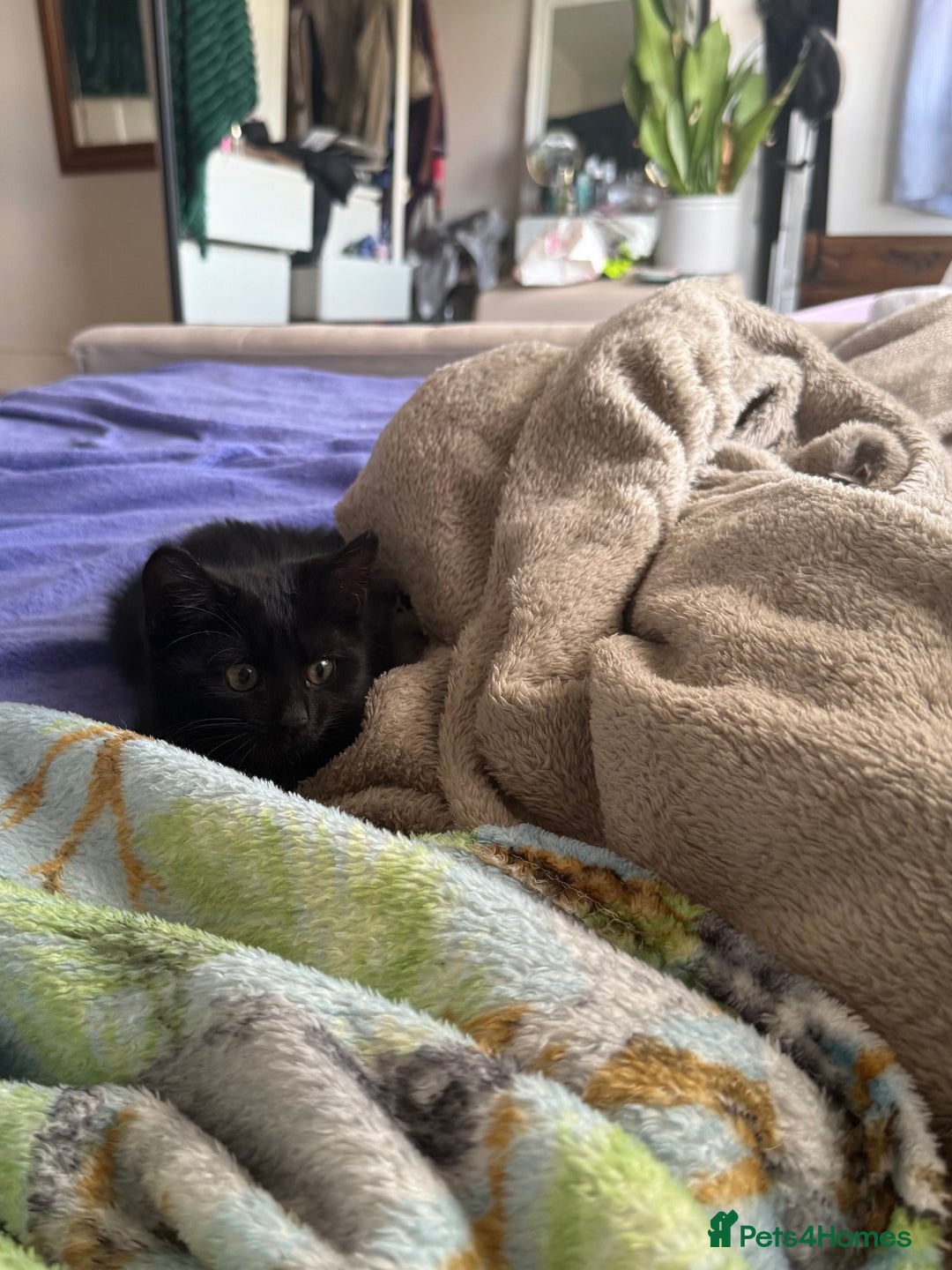 Mixed Breed cats for sale: 2 Adorable Black Girl Kittens Looking for Homes - Image 3