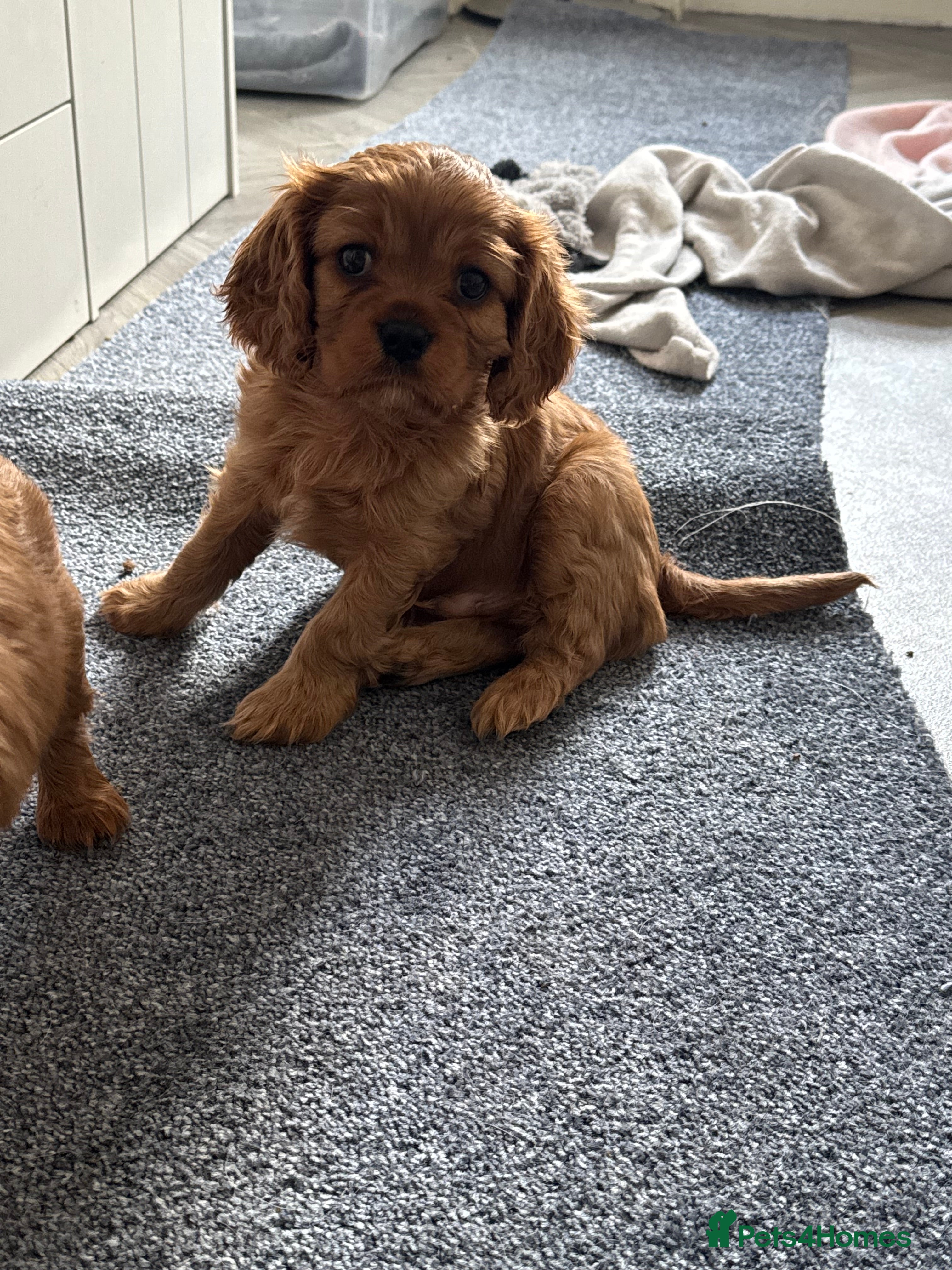 Cavalier King Charles Spaniel dogs Male King Charles Cavalier Puppies 🩵💙 - Advert 11