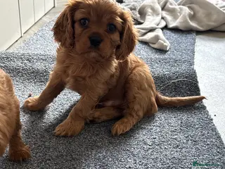 Cavalier King Charles Spaniel dogs Male King Charles Cavalier Puppies 🩵💙 - Advert 11