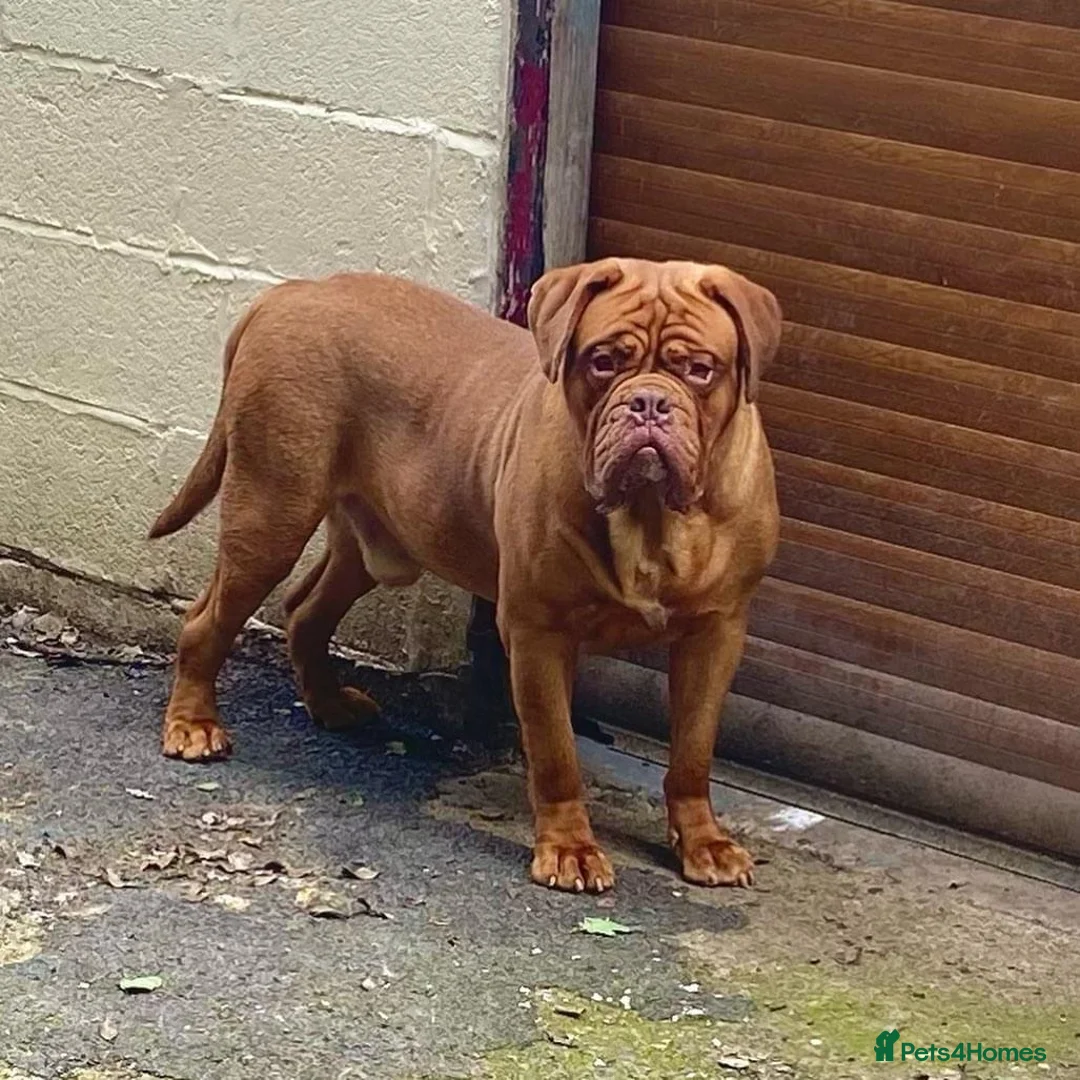 Dogue De Bordeaux dogs for stud: stud available in Carlisle - Advert 9