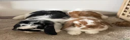 Mini Lop rabbits for sale: Male and female bonded rabbit pair  in Oldham - Advert 4