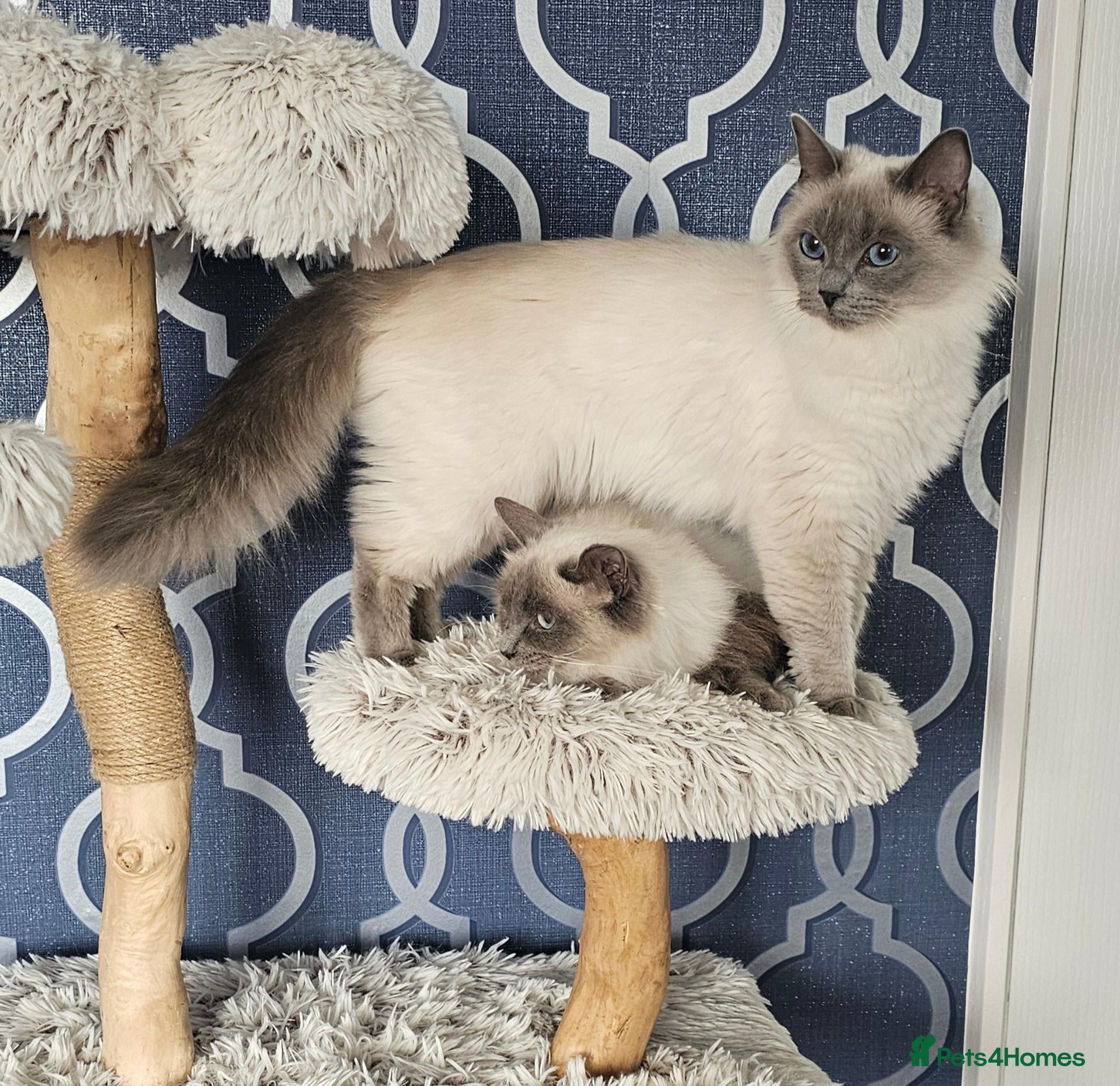Ragdoll cats 2 GCCF ACTIVE females  - Advert 1