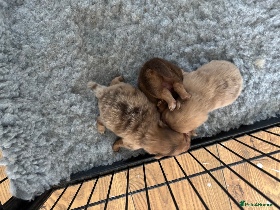 Pomeranian dogs for sale: Exotic color, mini Pomeranians  - Image 16