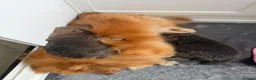 Pomeranian dogs for sale: Amazing beautiful tiny extra fluffy teddy poms 💕  - Advert 14
