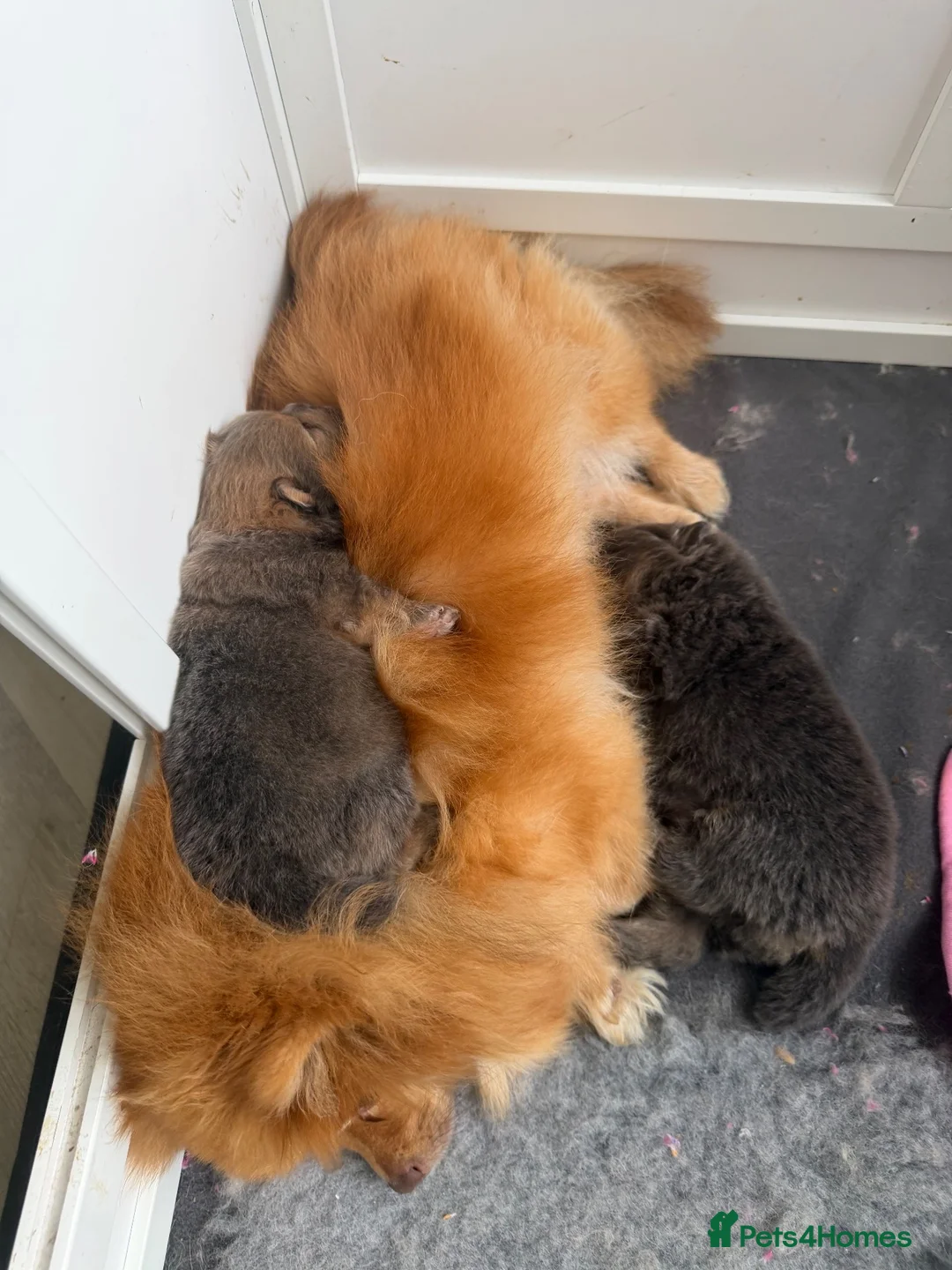 Pomeranian dogs for sale: Amazing beautiful tiny extra fluffy teddy poms 💕  - Advert 14