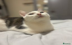 Domestic Shorthair cats for sale: Ash and Goose - Image 11