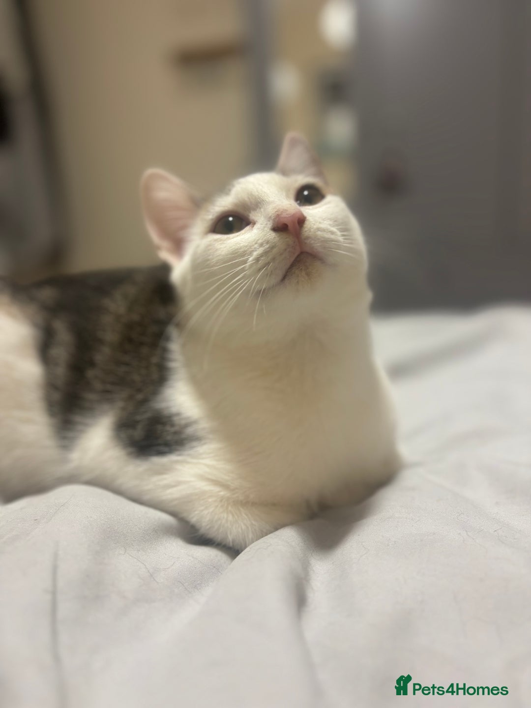Domestic Shorthair cats for sale: Ash and Goose - Image 11