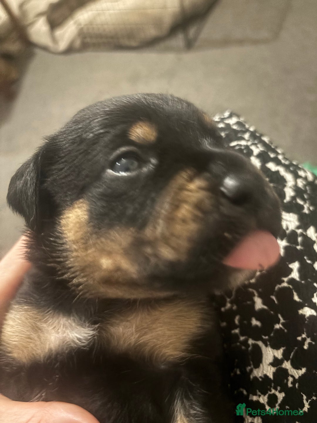 Mixed Breed dogs for sale: My surprise litter - Advert 23