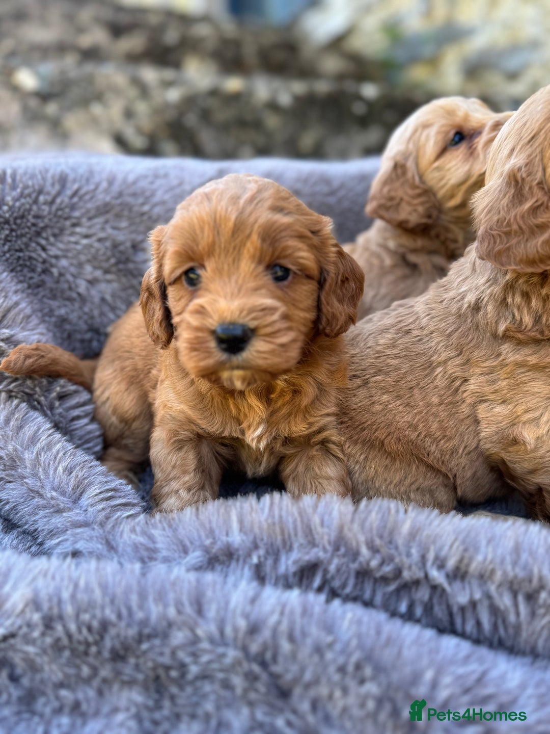 Cockapoo dogs for sale: ⭐️Ready Now, beautiful boys⭐️ Cockapoo puppies - Image 16