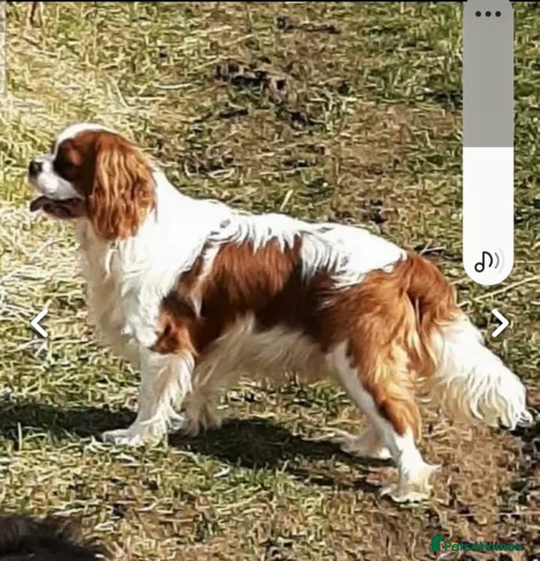 Cavapoo dogs for sale: Gorgeous F1 Cavapoo puppies. Health tested parents - Advert 13