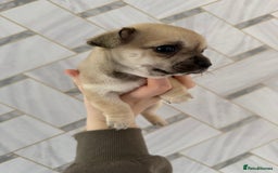 Chihuahua dogs for sale: 1 short haired chihuahua girl left  - Image 3