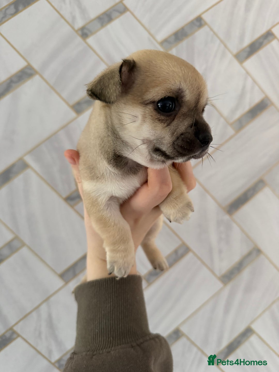 Chihuahua dogs for sale: 1 short haired chihuahua girl left  - Image 3