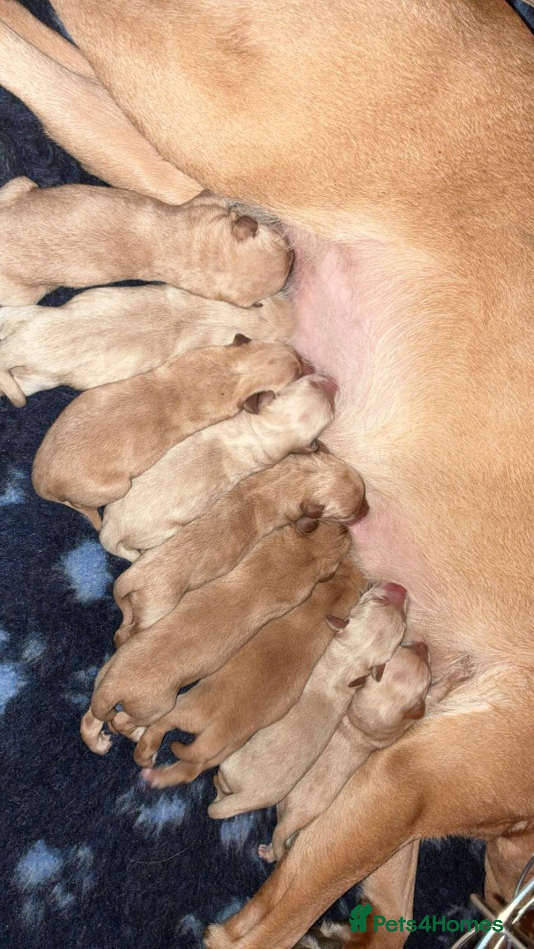 Labrador Retriever dogs for sale: KC Reg Working Fox Red & Yellow Lab Puppies - Advert 3