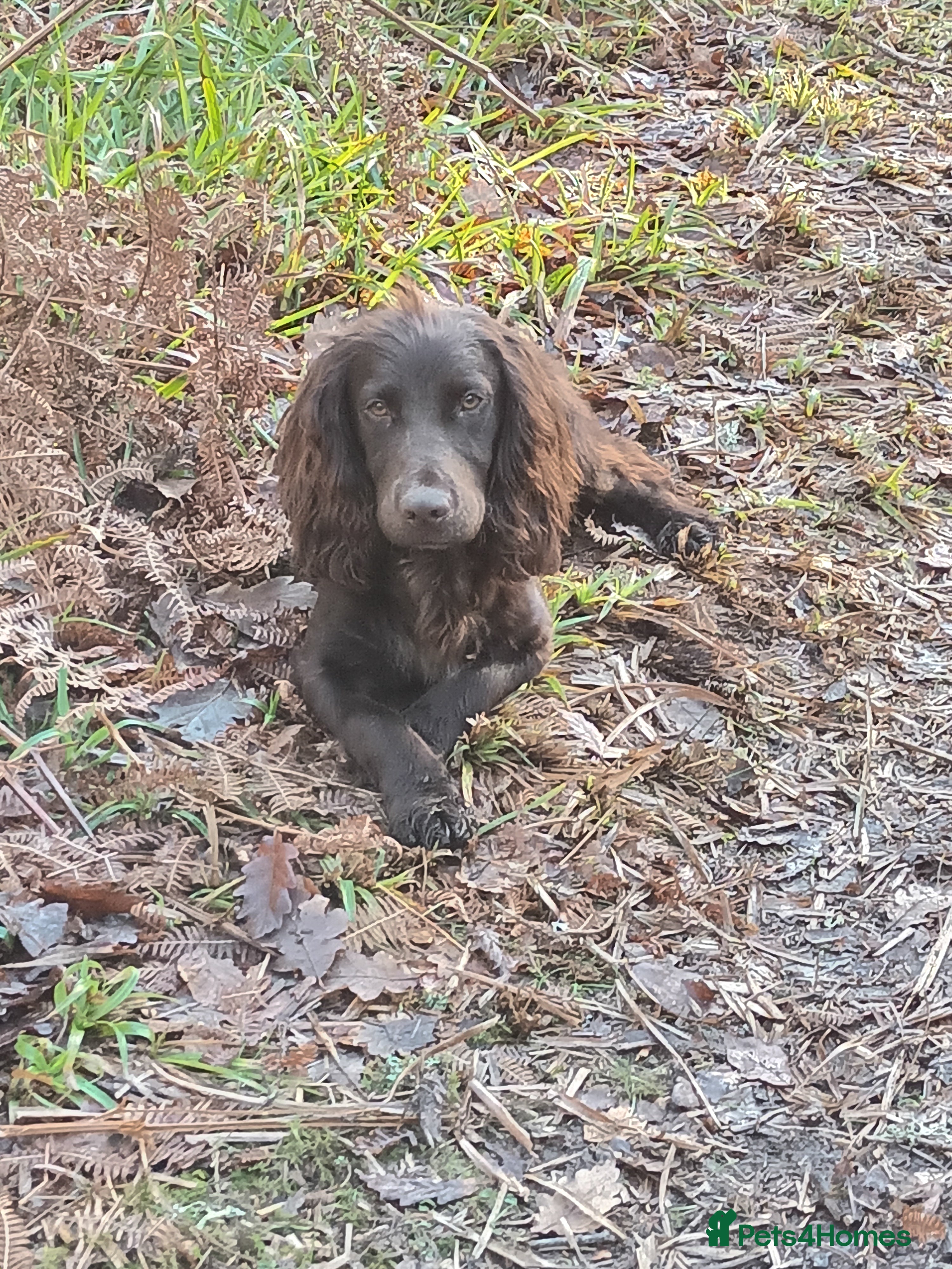 Cocker Spaniel dogs Working Cocker Spaniel  in Hexham - Advert 12