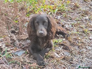 Cocker Spaniel dogs Working Cocker Spaniel in Hexham - Advert 15