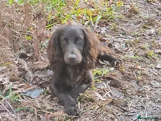 Cocker Spaniel dogs Working Cocker Spaniel in Hexham - Advert 4