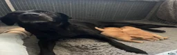 Labrador Retriever dogs for sale: KC REGISTERED FULLY HEALTH TESTED LABRADOR PUPPY in Market Harborough - Advert 2