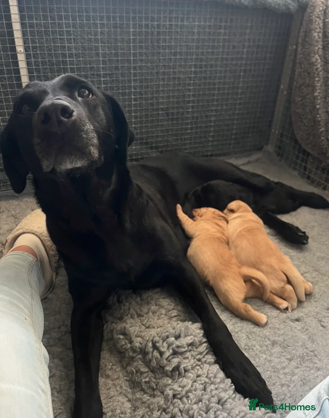 Labrador Retriever dogs for sale: KC REGISTERED FULLY HEALTH TESTED LABRADOR PUPPY in Market Harborough - Advert 2