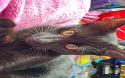 Mixed Breed cats for sale: Mixed breed black female kitten - Image 4