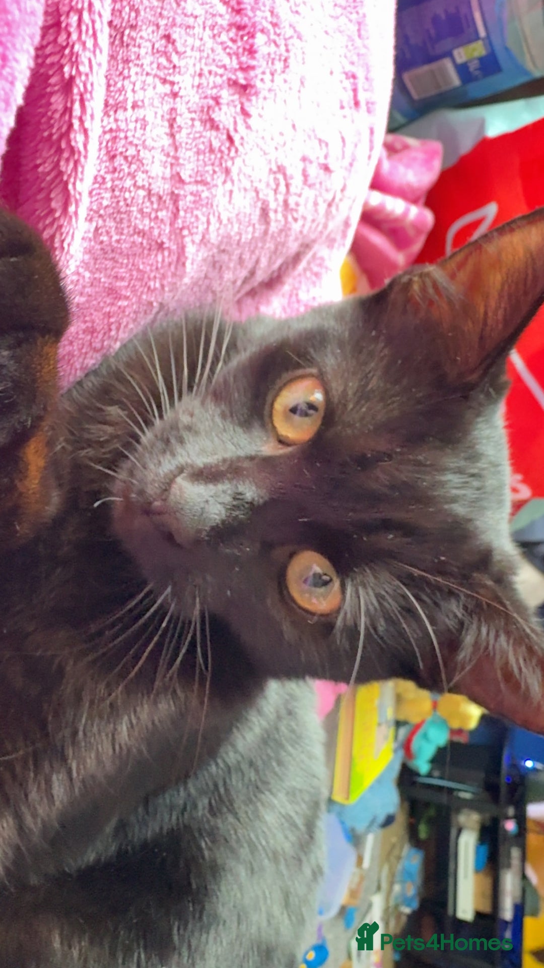 Mixed Breed cats for sale: Mixed breed black female kitten - Image 4