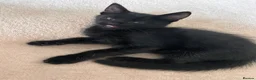 Mixed Breed cats for sale: 3 adorable kittens for sale - Advert 8
