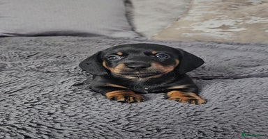 Miniature Dachshund dogs - Advert 8