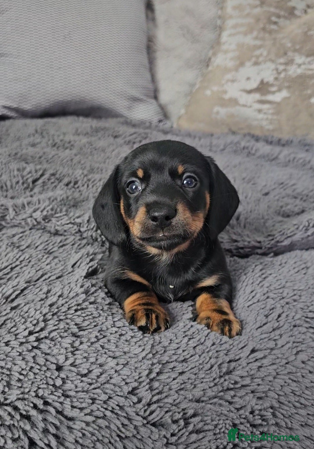 Miniature Dachshund dogs for sale: Miniature Smooth Dachshund Puppies  - Image 3
