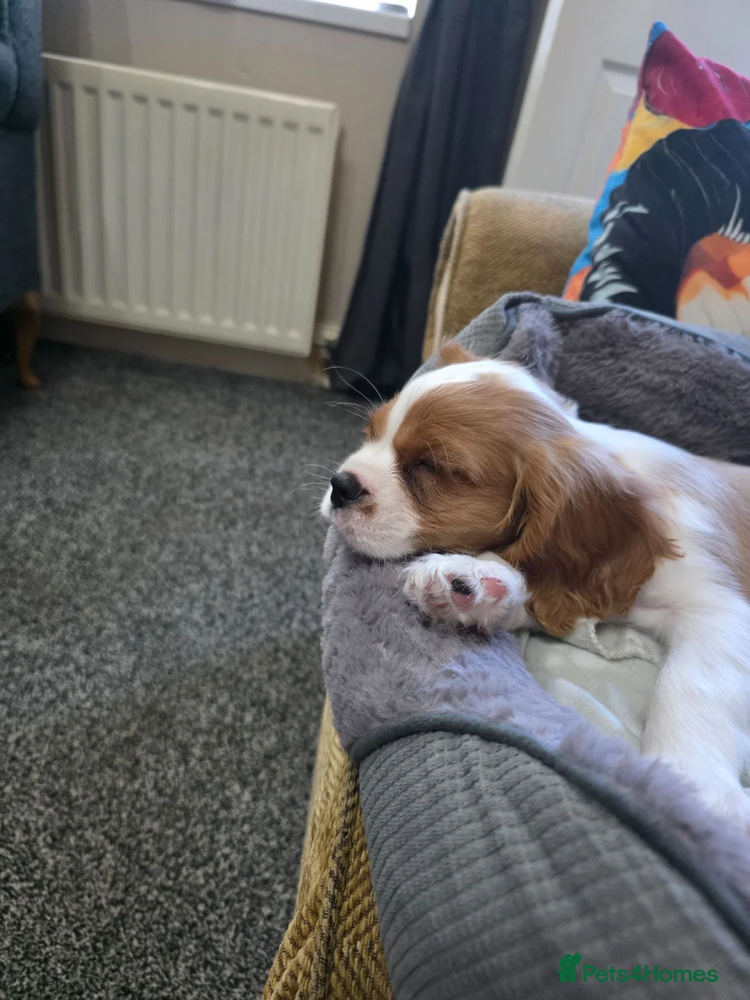 Cavalier King Charles Spaniel dogs for sale: Adorable Male Cavalier - Advert 2