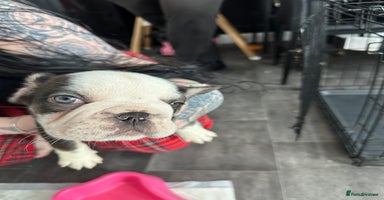 French Bulldog dogs - Advert 8