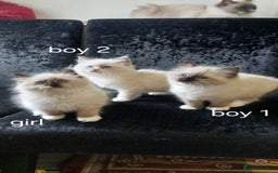 Ragdoll cats for sale: The most beautiful and adorable Ragdoll kittens  - Image 13