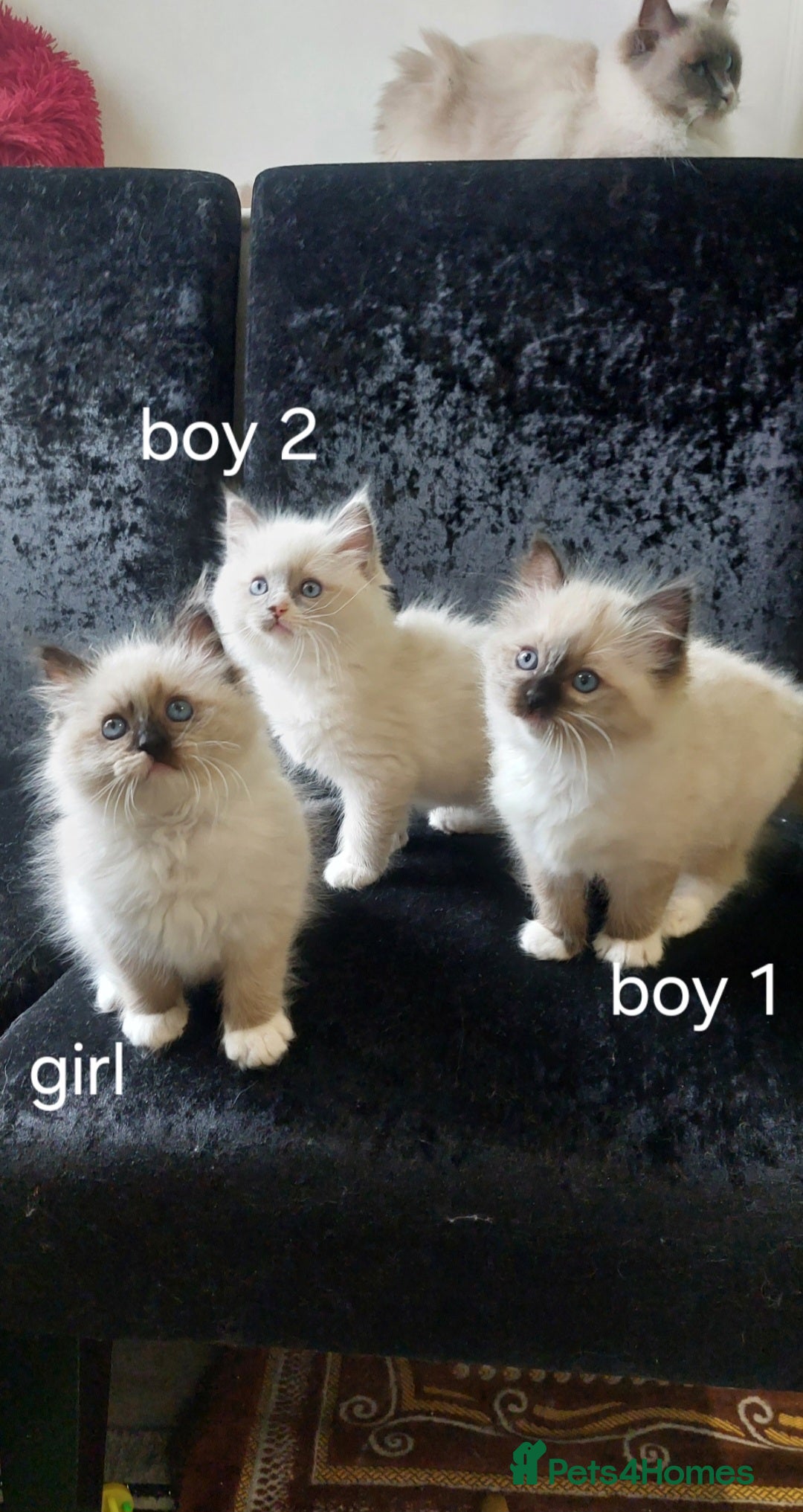 Ragdoll cats for sale: The most beautiful and adorable Ragdoll kittens  - Image 13