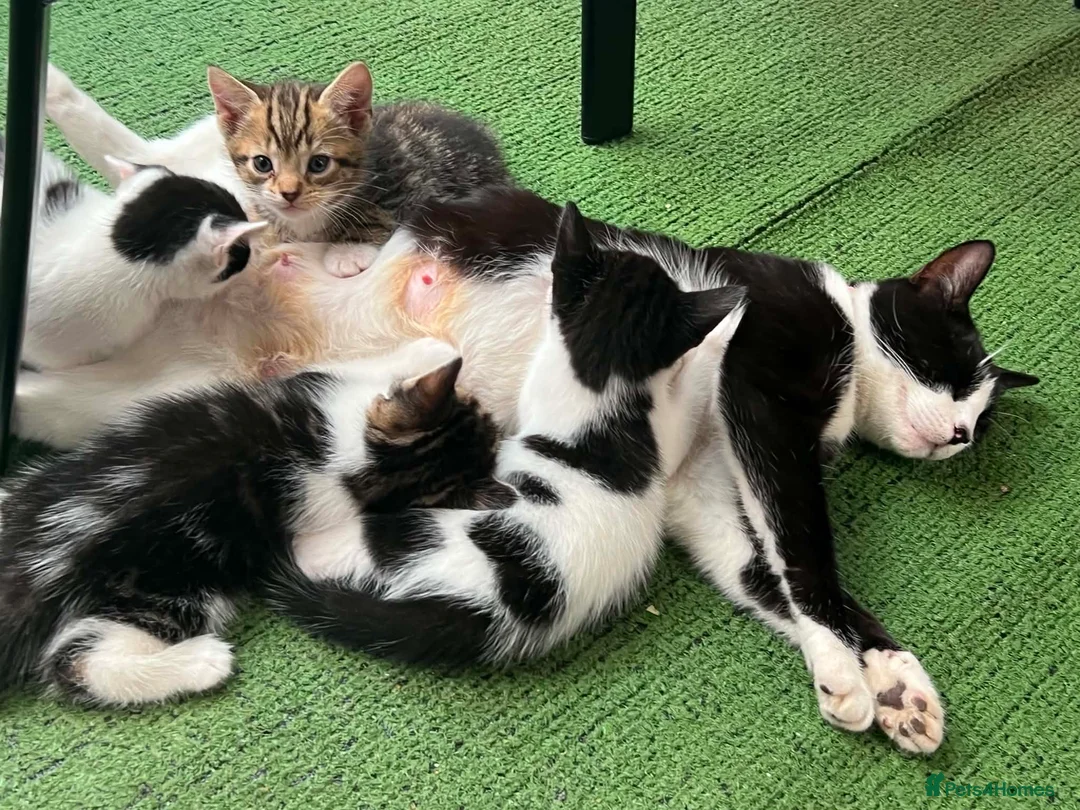 Mixed Breed cats for sale: 5 beautiful kittens ready for forever home  - Advert 2